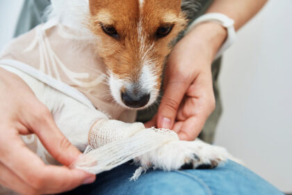 Kreuzbandriss beim Hund: Eine umfassende Betrachtung
