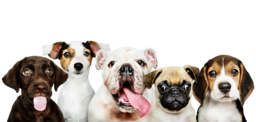 Dogs