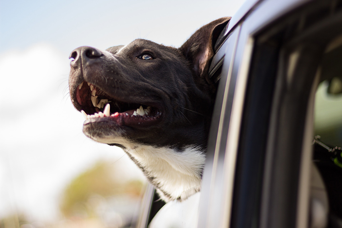 Seguridad: viajar con el perro