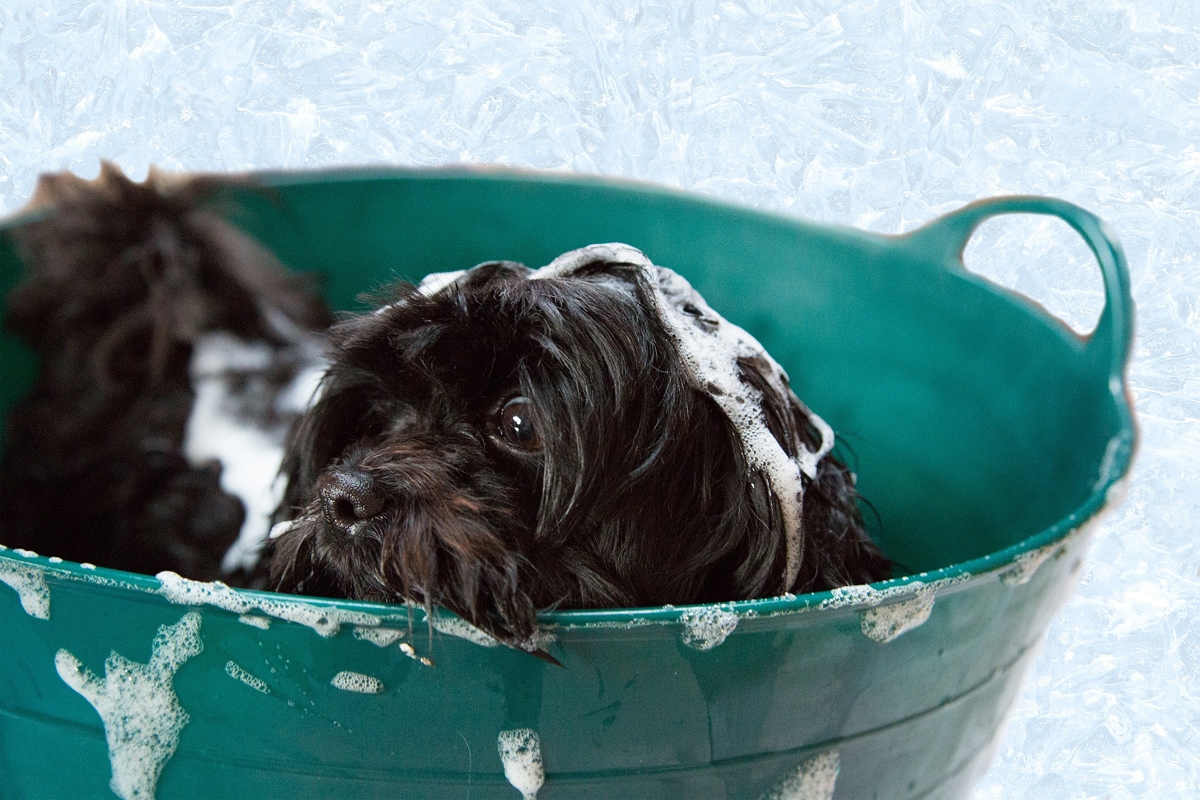 Zuviel Baden will kein Hund