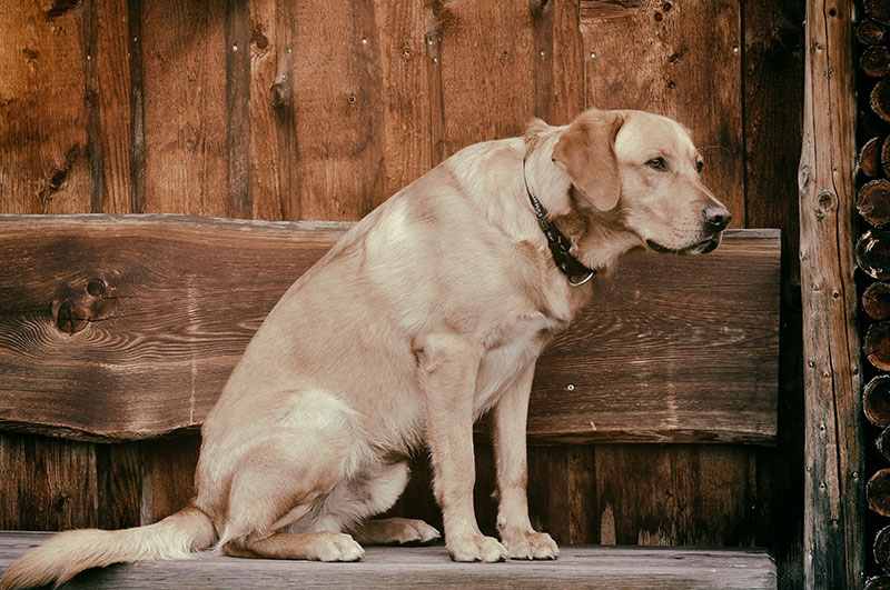 Hund mit Spondylose