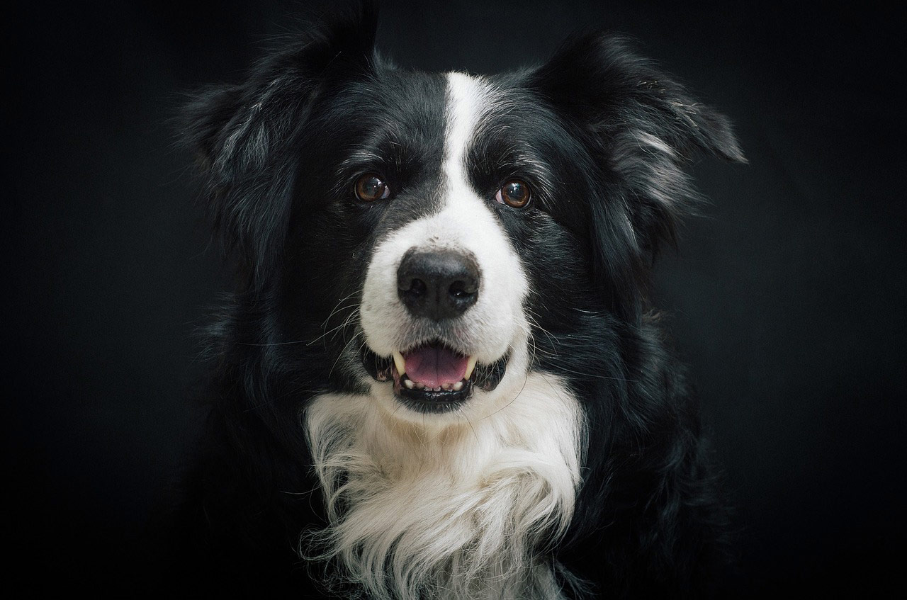 Die 7 größten Irrtümer über Hunde
