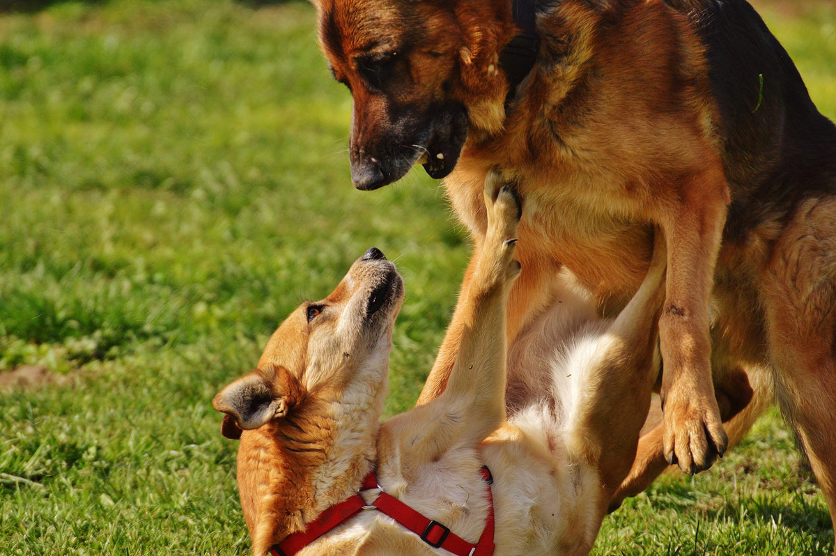 Bullying among dogs