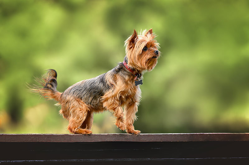 Incontinence in dogs