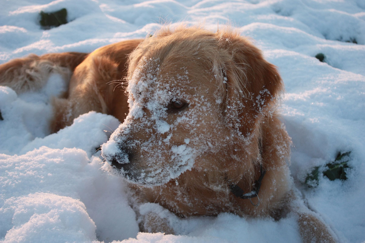 Gesunde Pfoten im Winter