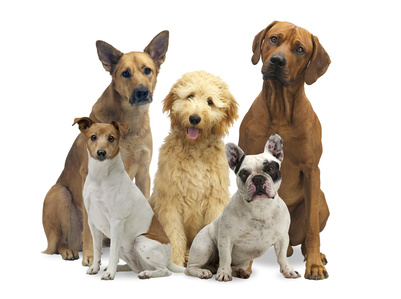 Ein paar Tipps zur Hundeerziehung