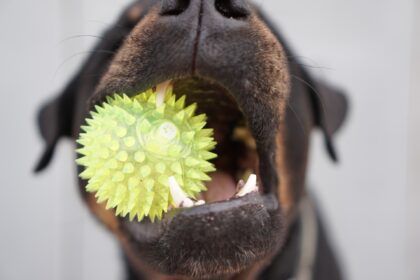 Where are the socks? – The things dogs eat