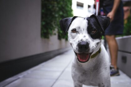 Un chien attentif qui motive avec soin son maître à bouger