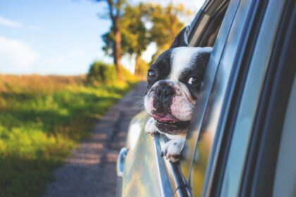 Autofahren mit Hund