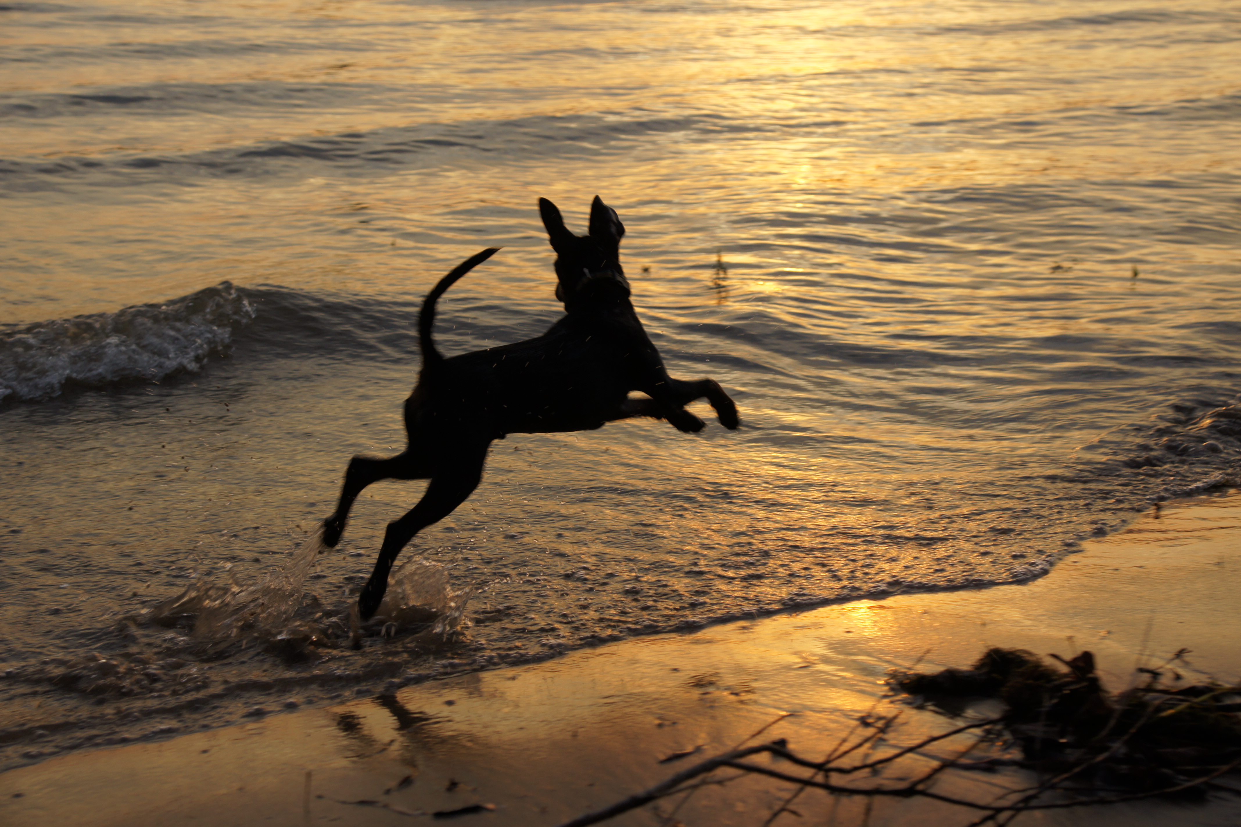 Rasseportrait: Zwergpinscher