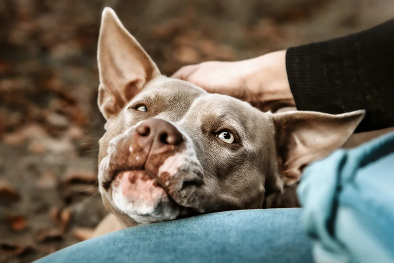 Pankreatitis » Bauchspeicheldrüsenentzündung bei Hunden