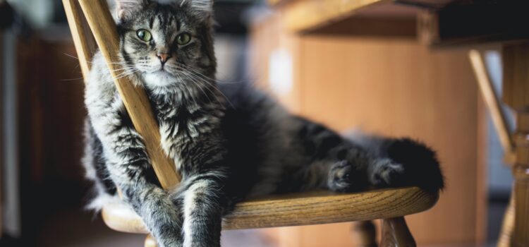 Los gatos – lo que necesitan cuando están enfermos