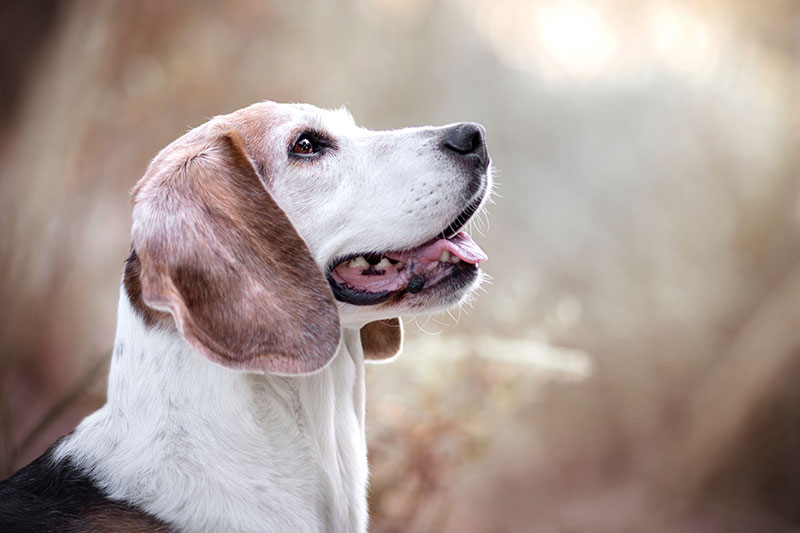Hunde Erkankung Hüftgelenksdysplasie