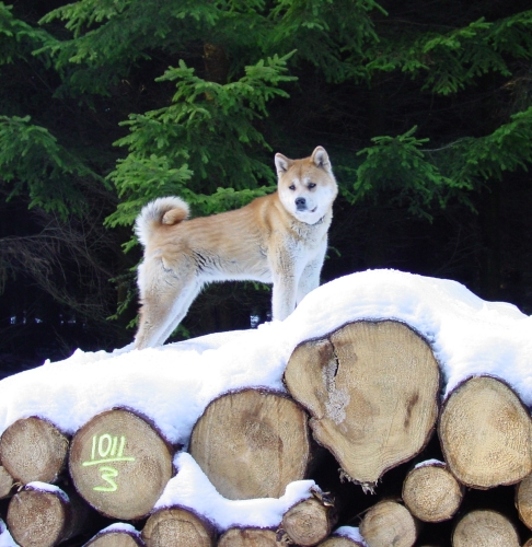 Rasseportrait: Akita Inu