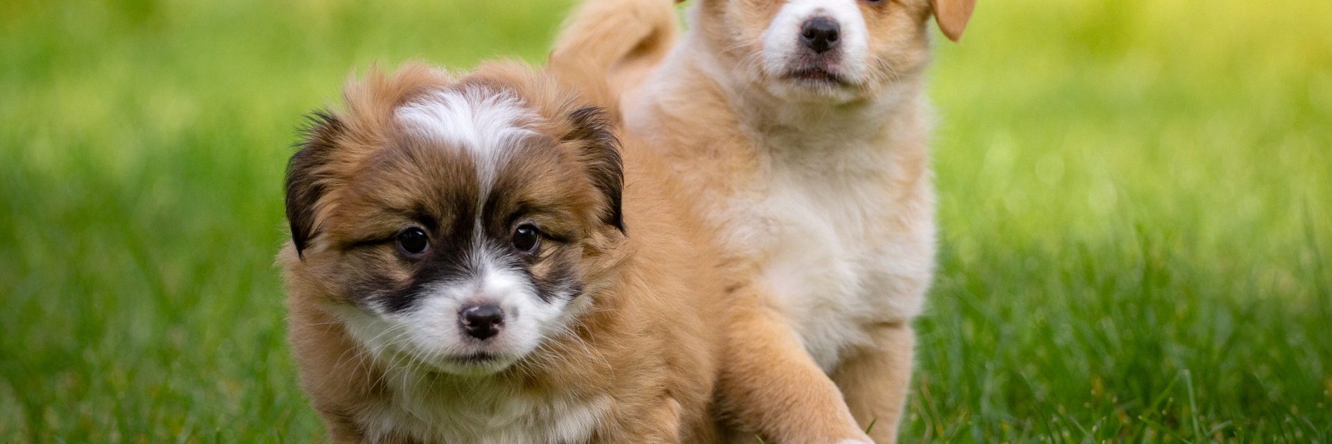 Erziehung & Verhalten – DOG FIT by PreThis®