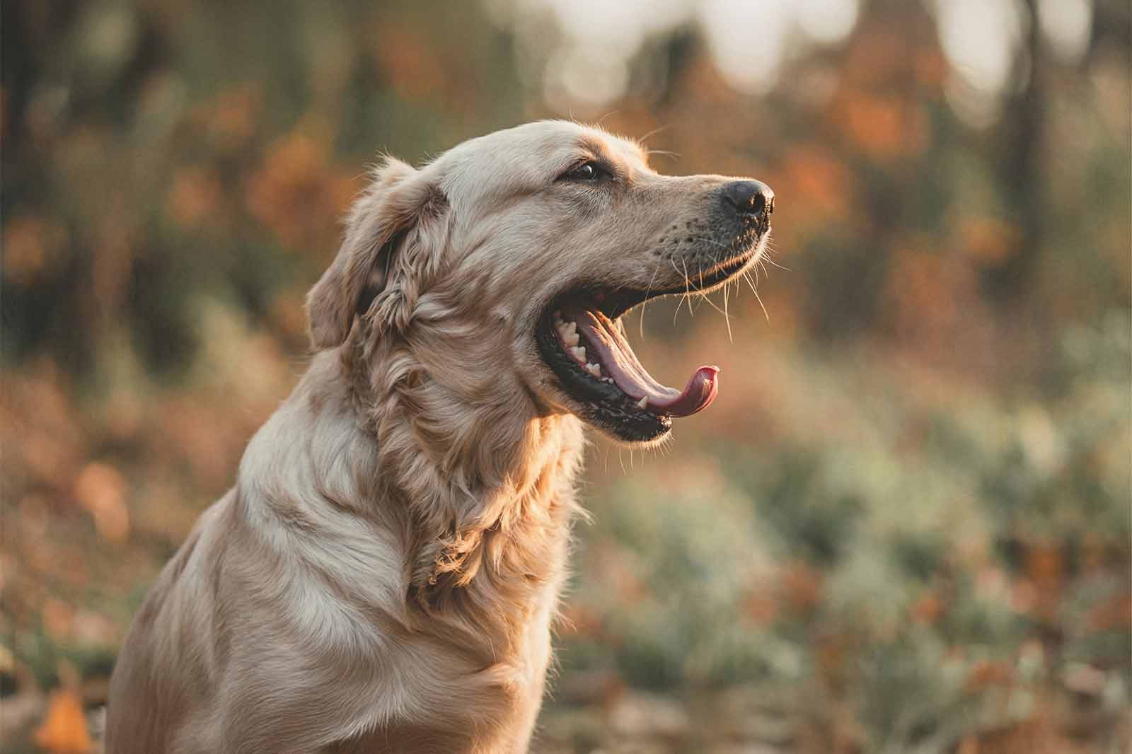 Mundgeruch beim Hund