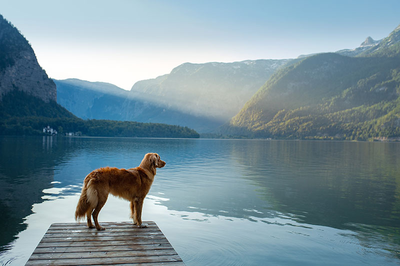 Dog nature