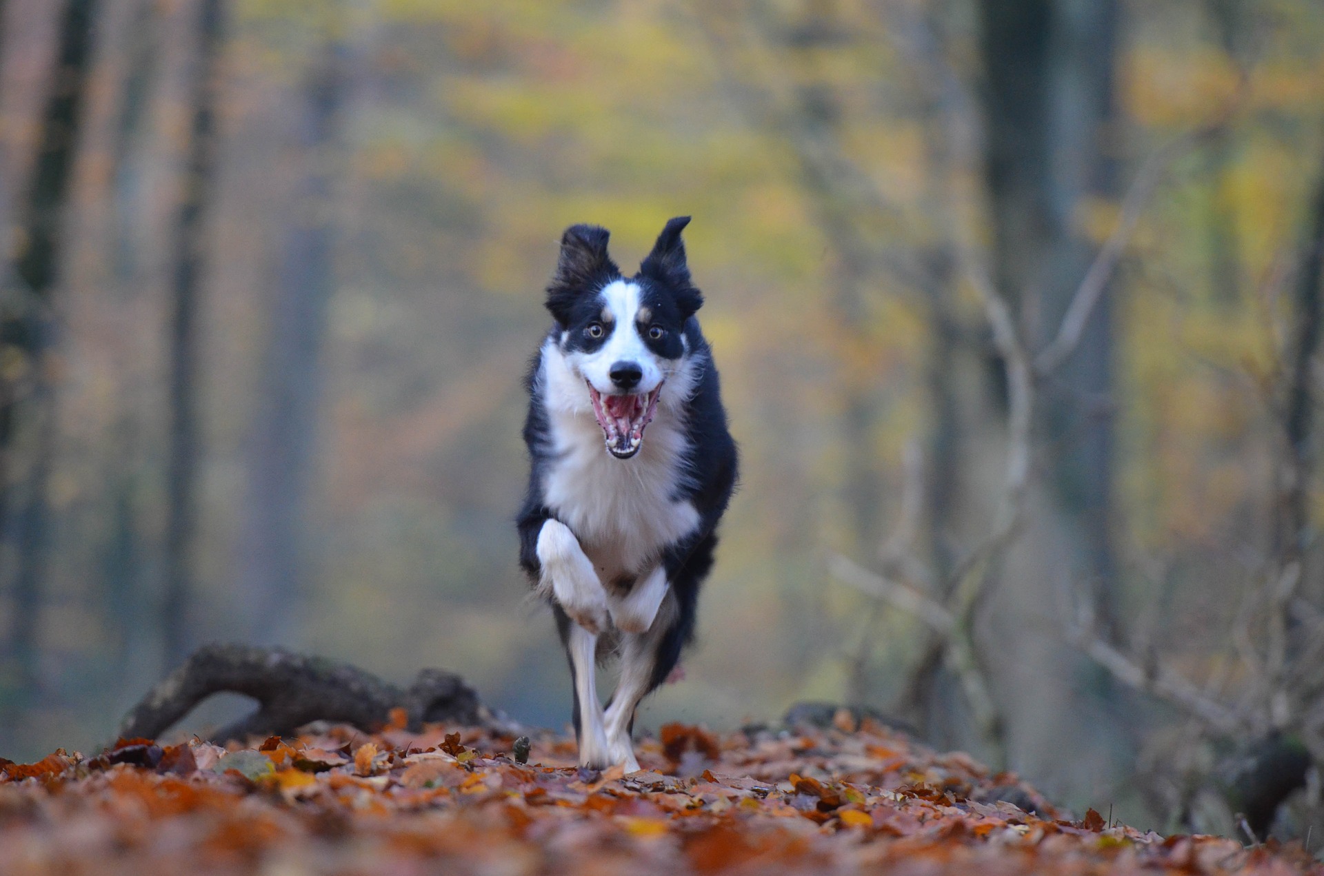 Zeckenschutz für Hunde