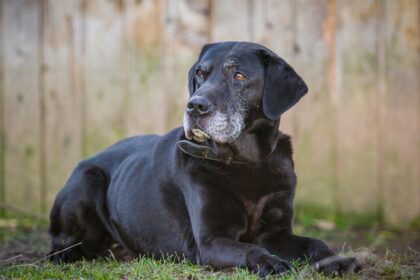 Mein alter Hund hat Schnupfen » Ratgeber