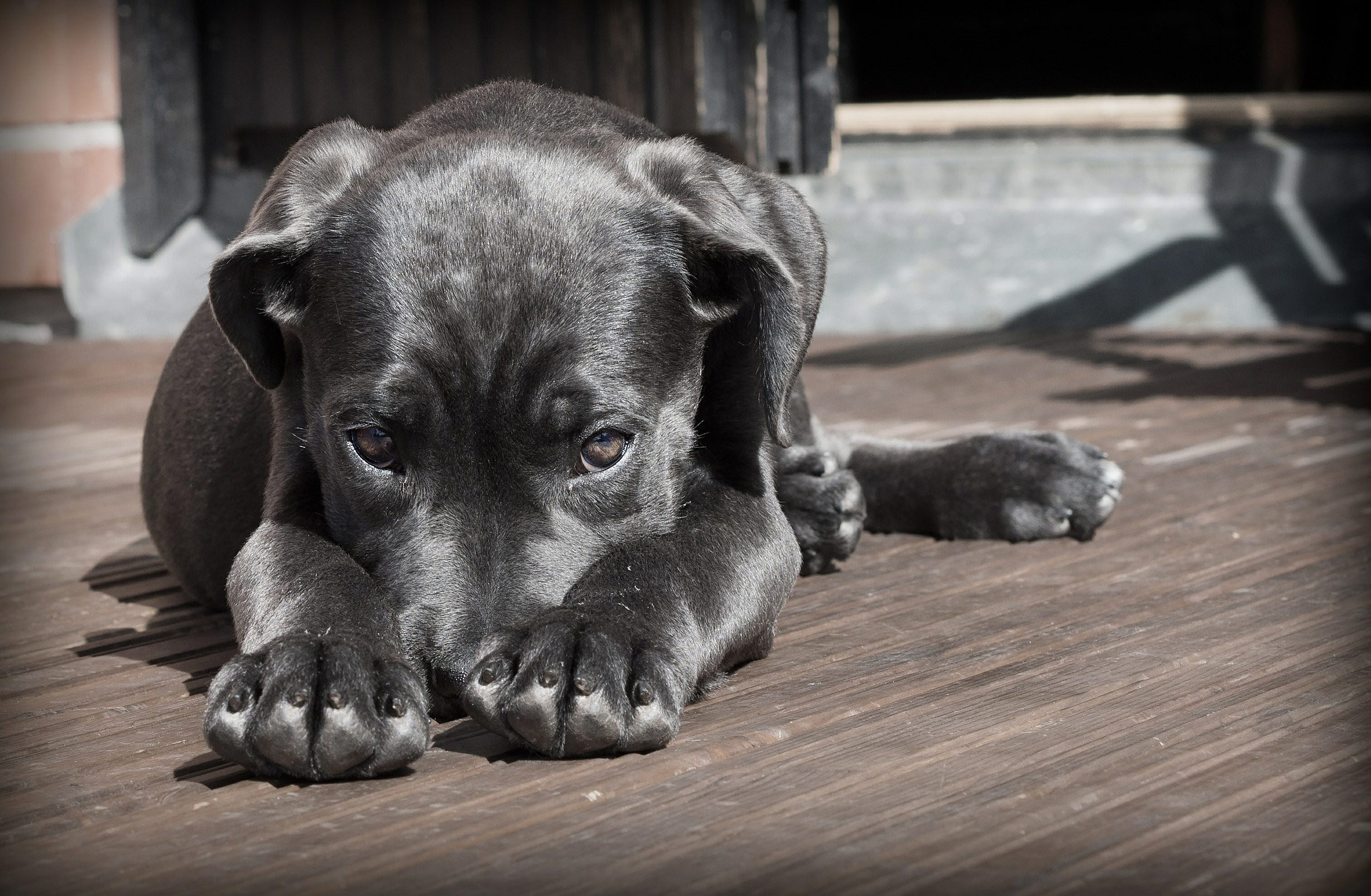 Rasseportrait: Cane Corso italiano