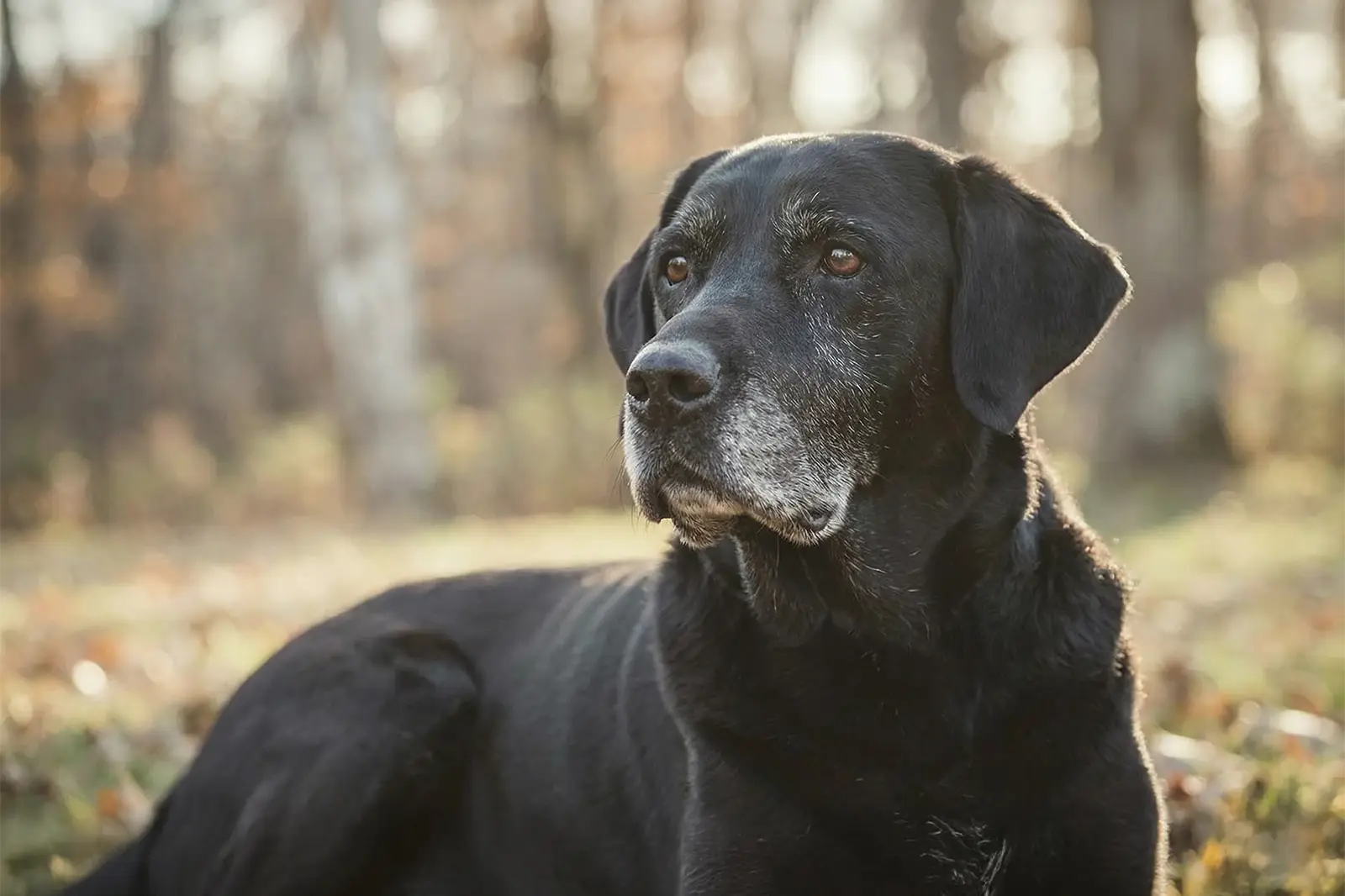 Krebs & Tumore bei Hunden