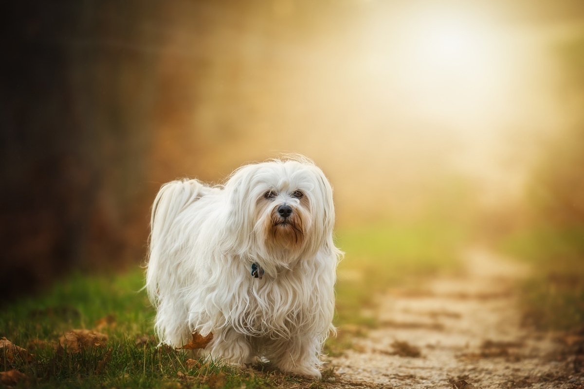 Muskelverspannungen bei Hunden – Tipps!