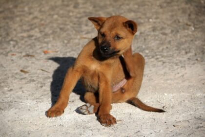 Milben – lästiges Übel für den Hund