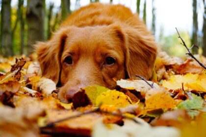 Fit für den Herbst mit Deiner Fellnase