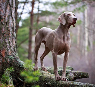 Rasseportrait: Weimaraner
