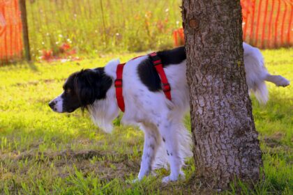 Así haces que el perro aprenda a hacer sus necesidades fuera