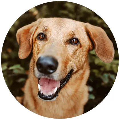 Frischer Atem & gepflegte Zähne beim Hund