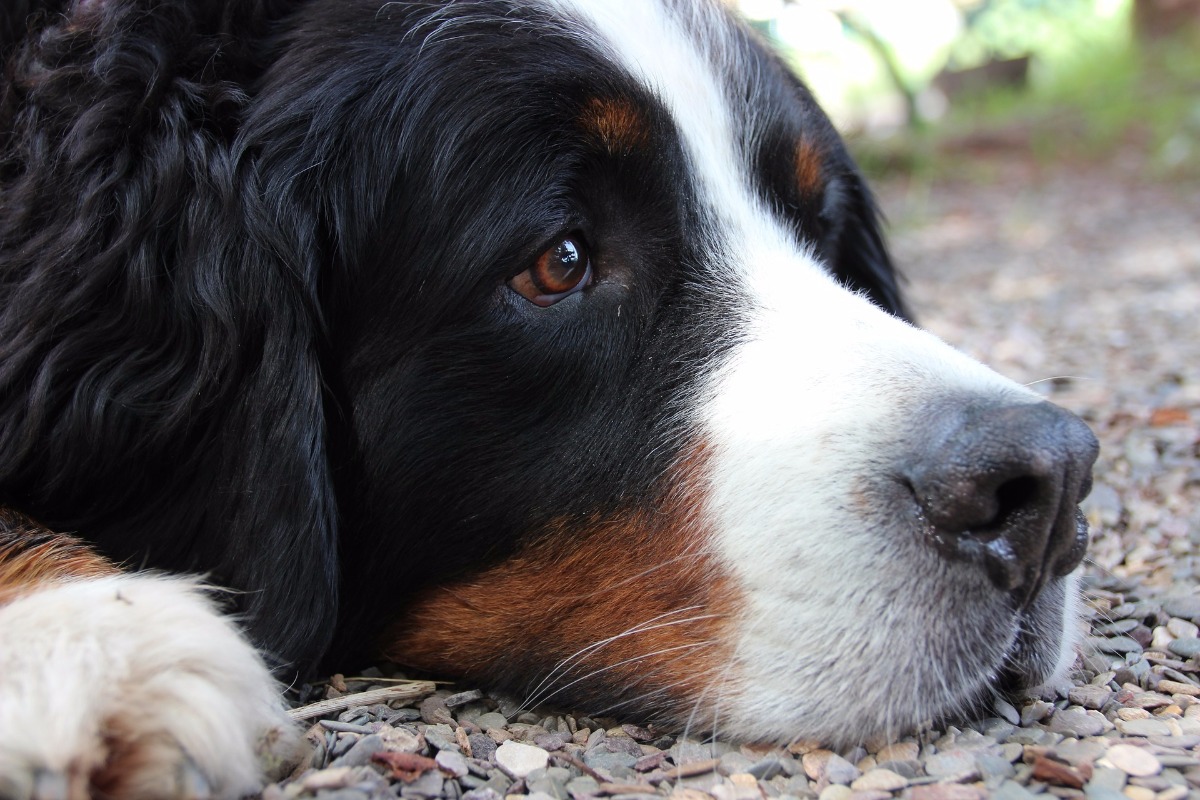 Ein Lob auf den Berner Sennenhund