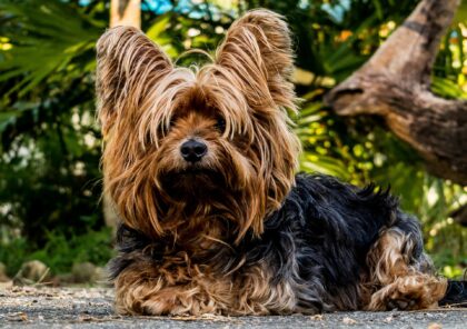 Los perros pequeños tampoco pueden hacer de todo: consejos de educación