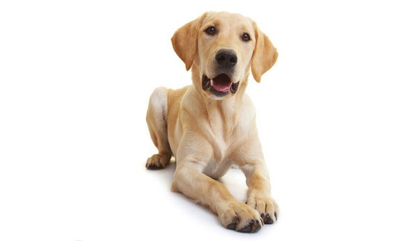 Aufgabe von Kollagen in den Gelenken eines Hundes?