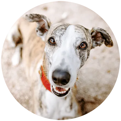 Zellgesundheit beim Hund