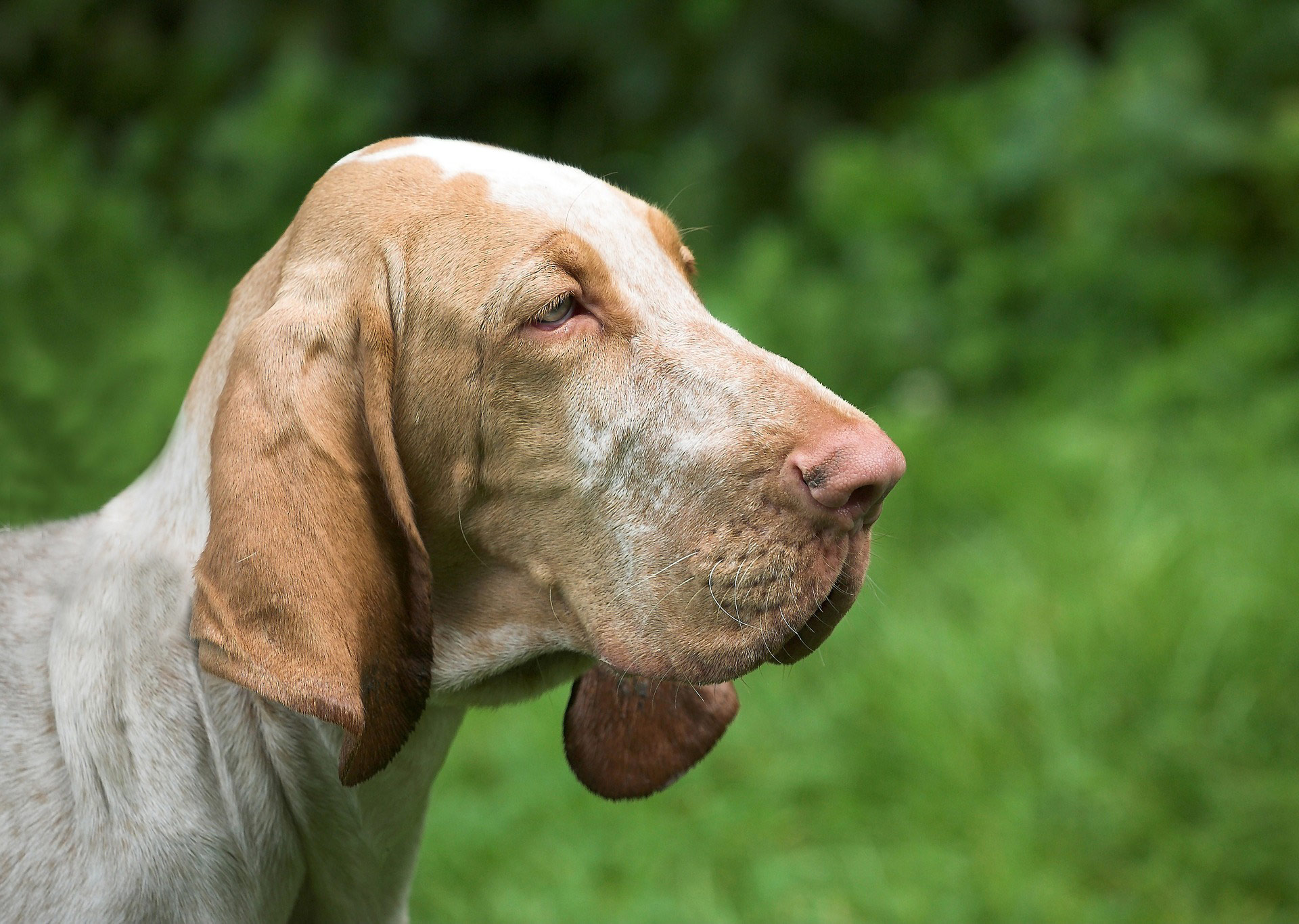 Leishmaniose – Die Hundekrankheit im Blick