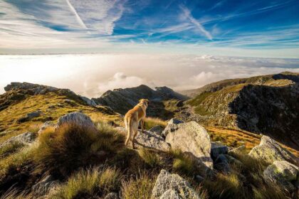 Sommerurlaub mit dem Hund