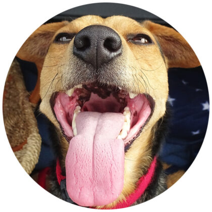 Mal aliento en perros: así detienes el mal olor