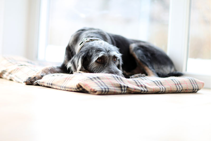 Dog with cuda equina syndrome