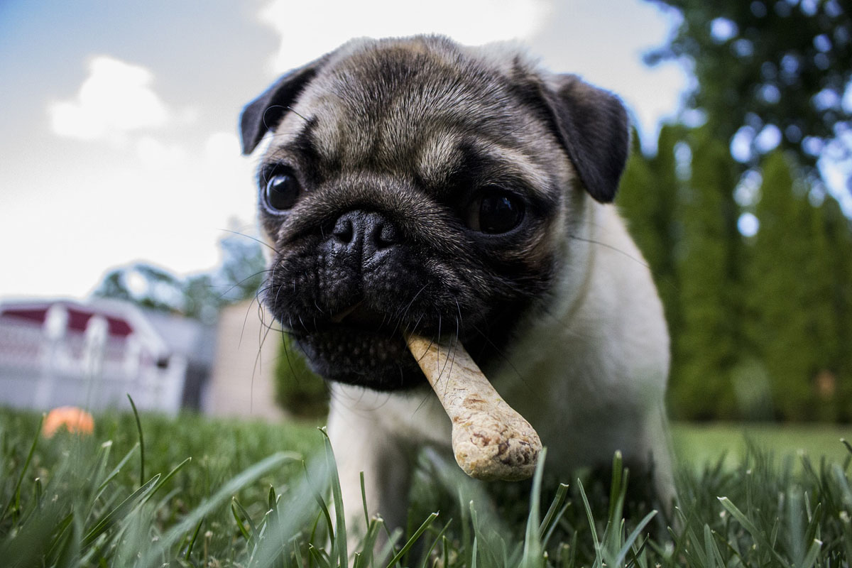 Welche Nährstoffe benötigt ein Hund?