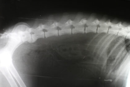 Keilwirbel bei Hunden: Ursachen, Symptome & Behandlung