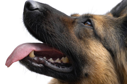 Mein Hund gehorcht mir nicht – was kann ich tun?