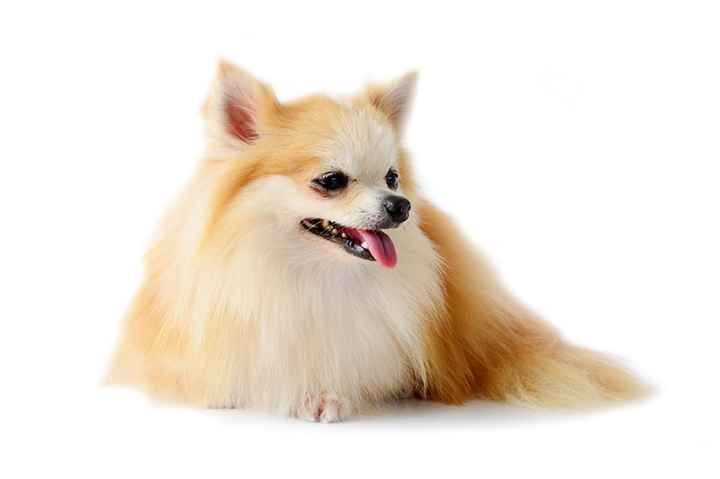 Pankreatitis » Bauchspeicheldrüsenentzündung bei Hunden