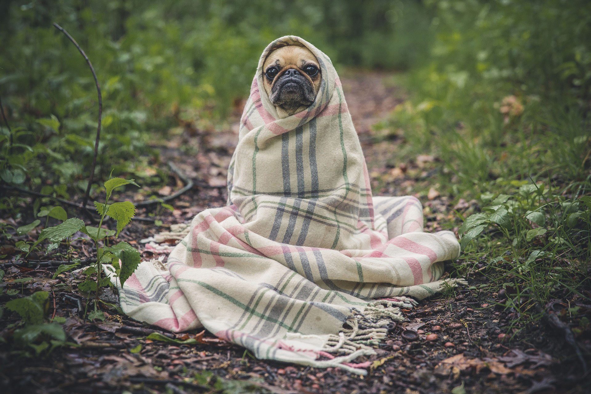 Sentido y sinsentido de la ropa para perros