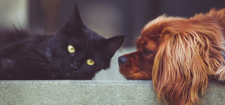 Das Nervensystem bei Hunden und Katzen unterstützen