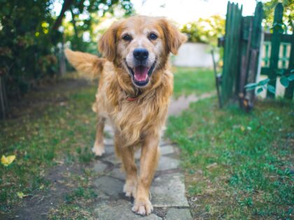 Un chien de thérapie en intervention bienveillante auprès d'une personne