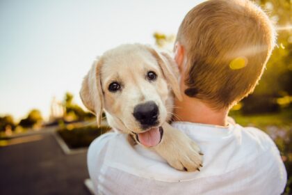 El tratamiento de los perros con hierbas