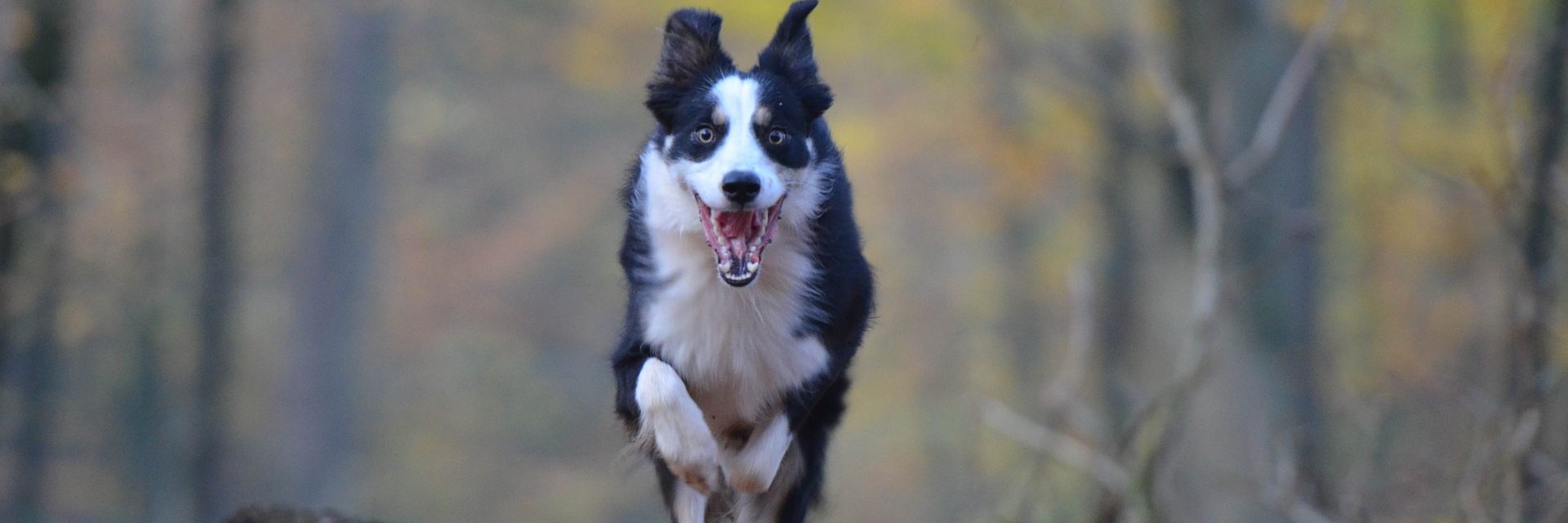 Parasiten & Infektionen – DOG FIT by PreThis®