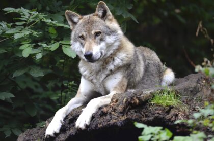 Wissenswertes über die Geschichte des Hundes