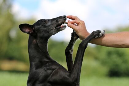Tischmanieren für den Hund